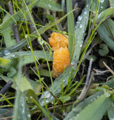 Arbutus
