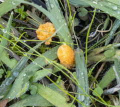 Arbutus