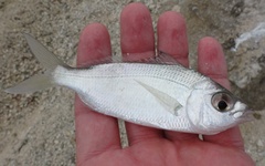 Eucinostomus