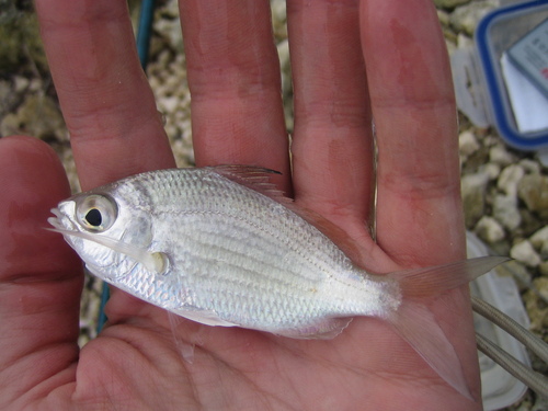 Jenny mojarra (Eucinostomus gula) — Gerreidae — 2