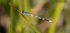 Argia bipunctulata