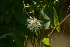 Passiflora misera