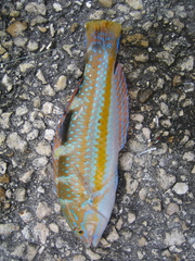 Halichoeres radiatus