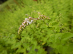 Mentha
