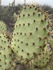 Opuntia oricola