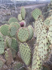 Opuntia oricola