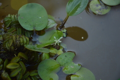 Limnobium laevigatum