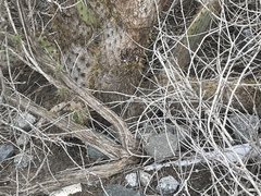 Opuntia oricola