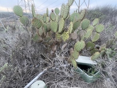 Opuntia oricola