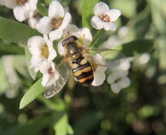 Eupeodes latifasciatus