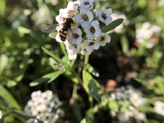 Eupeodes latifasciatus