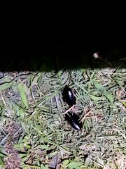 Opisthoplatia orientalis
