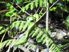 Bothriechis lateralis