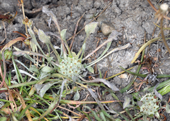 Hesperevax caulescens