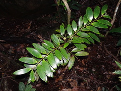 Agathis lanceolata
