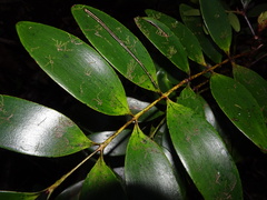 Agathis lanceolata