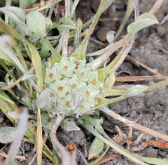 Hesperevax caulescens
