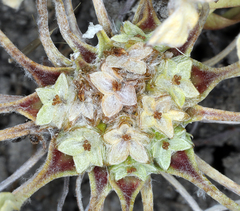 Hesperevax caulescens