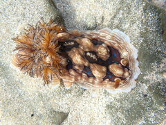 Dendrodoris krusensternii