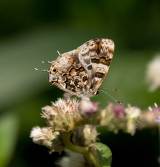 Aubergina vanessoides