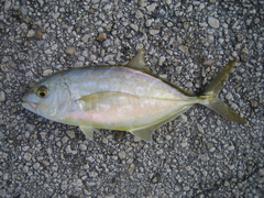 Caranx bartholomaei