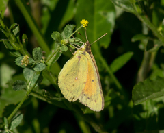 Colias lesbia