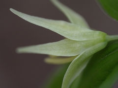 Liliales