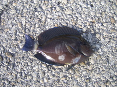 Acanthurus chirurgus