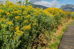 Senecio halimifolius