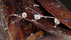 Baeospora