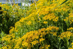 Senecio halimifolius