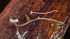 Baeospora
