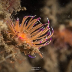 Unidentia aliciae