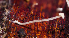 Baeospora