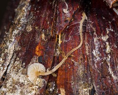 Baeospora