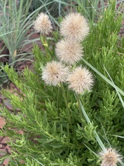 Parapolydora gerrardii