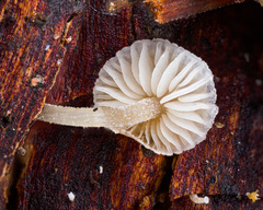 Baeospora