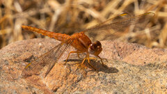 Crocothemis sanguinolenta