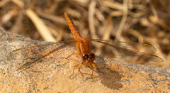 Crocothemis sanguinolenta