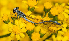 Pseudagrion kersteni