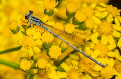 Pseudagrion kersteni