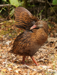 Gallirallus australis australis