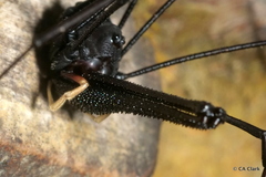 Forsteropsalis inconstans