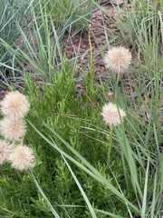 Parapolydora gerrardii