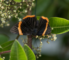 Riodina lycisca