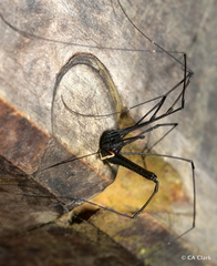 Forsteropsalis inconstans