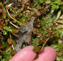 Epilobium brunnescens