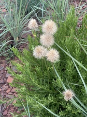 Parapolydora gerrardii