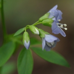 Polemonium reptans