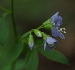 Polemonium reptans